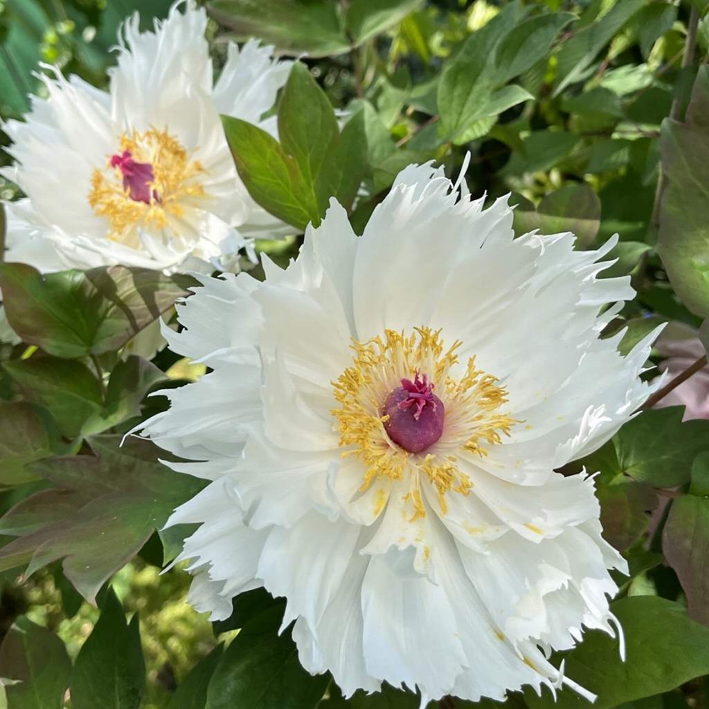 Paeonia suffruticosa - white flower from the front