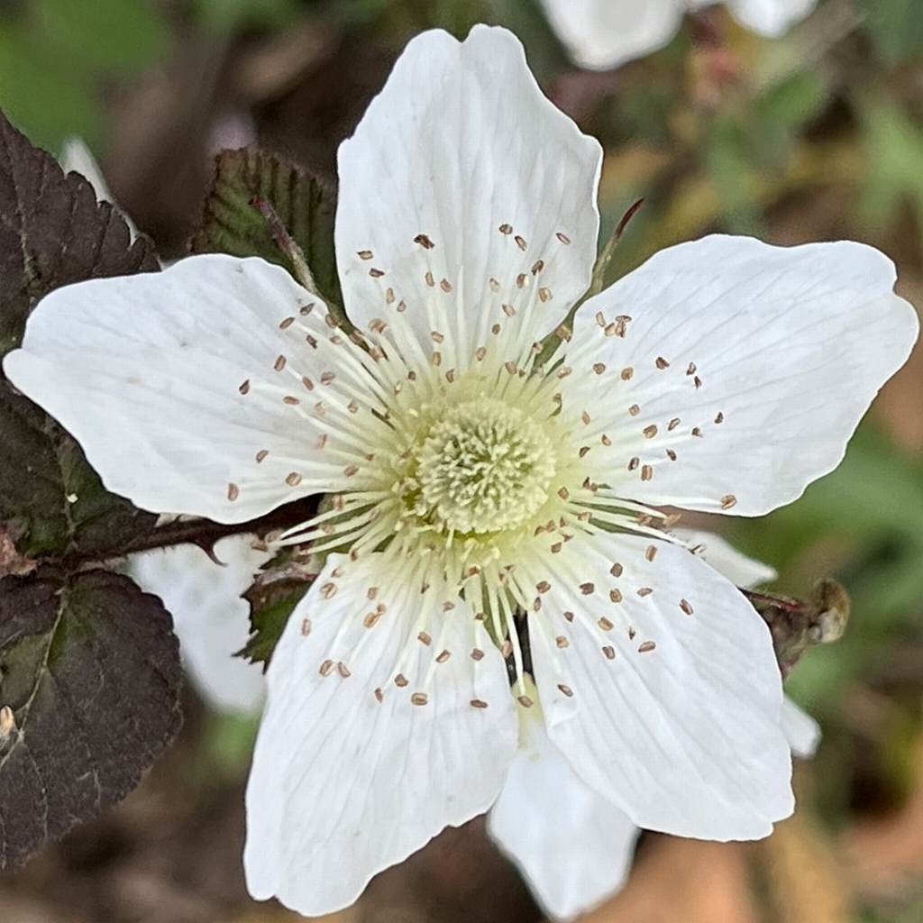 Rubus hirsutus - flower from the front