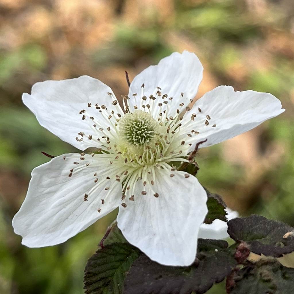 Rubus hirsutus - flower from the side
