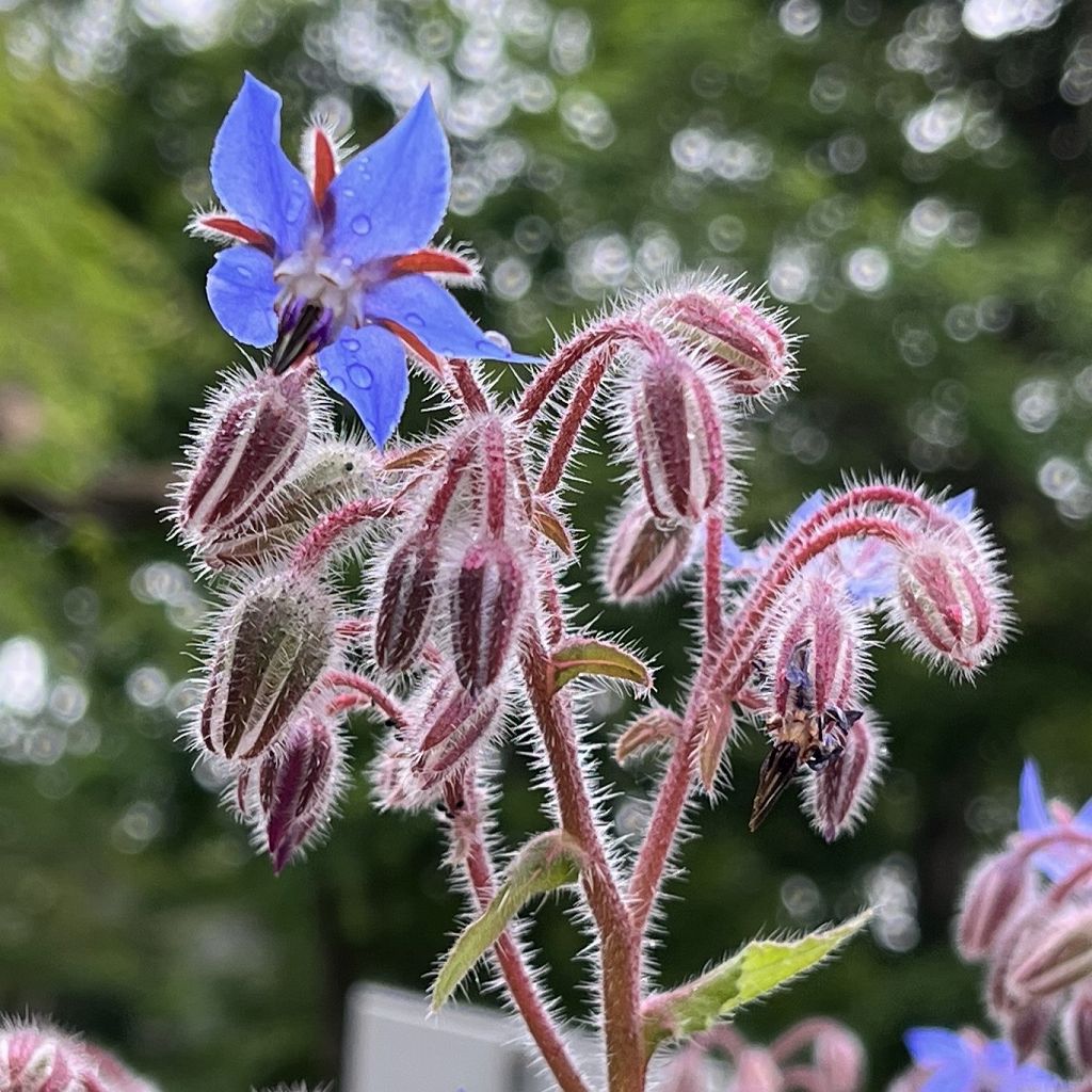 Borago officinalis - buds and flowers