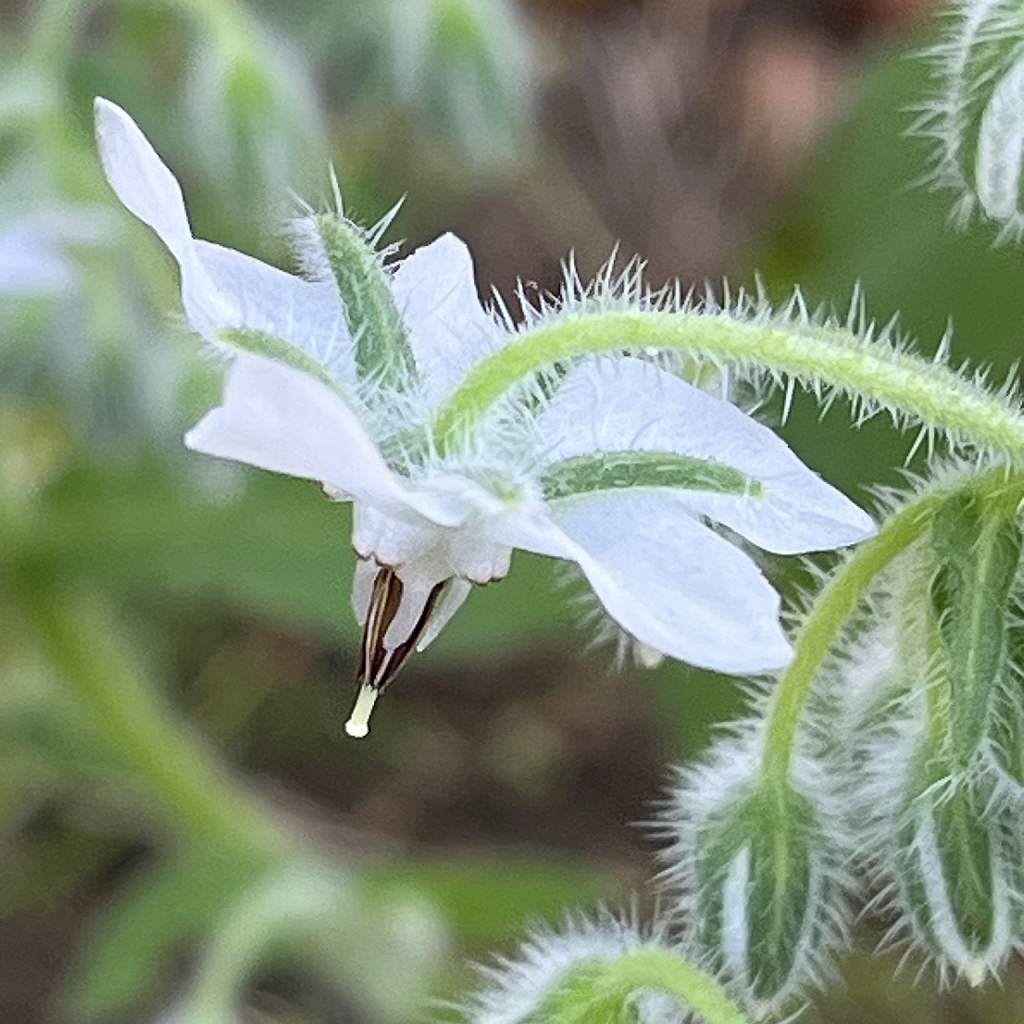 Borago officinalis - white flower