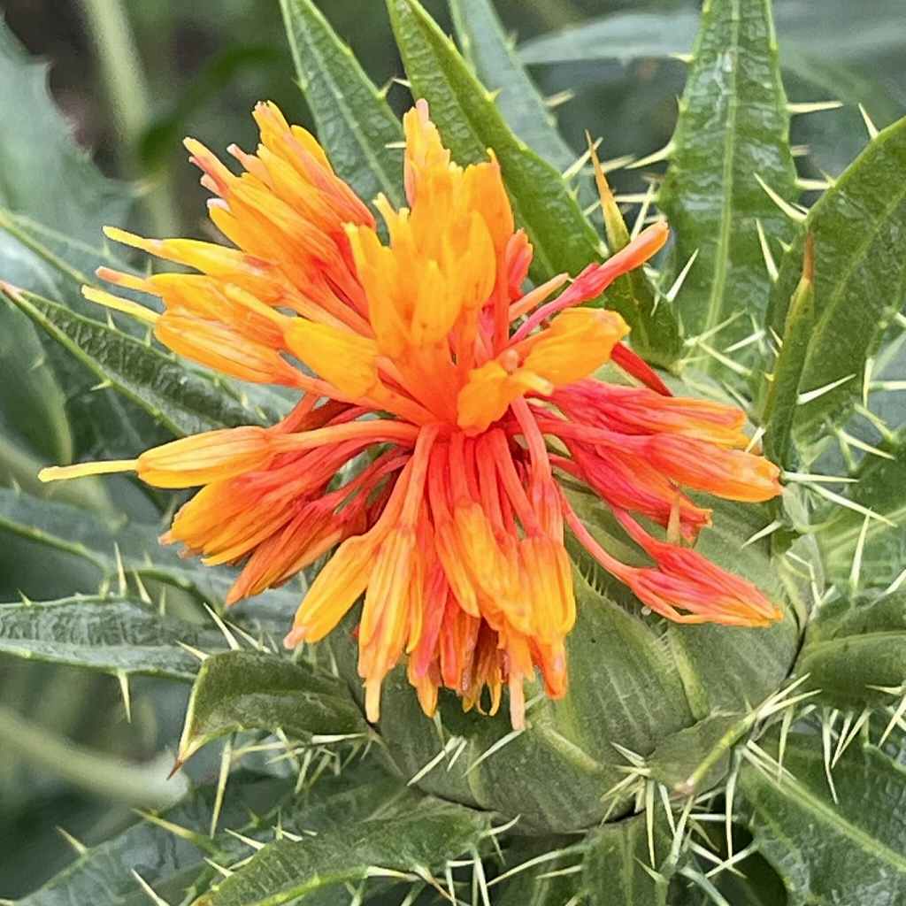 Carthamus tinctorius - orange flower