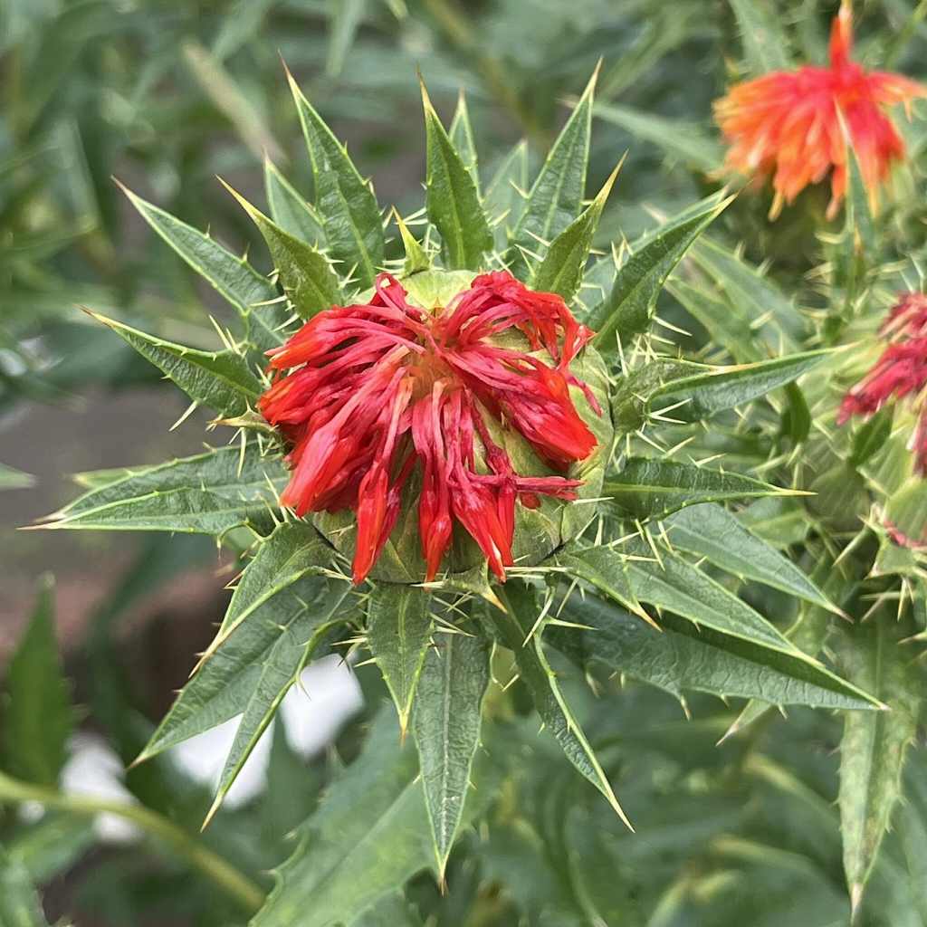 Carthamus tinctorius - red flower