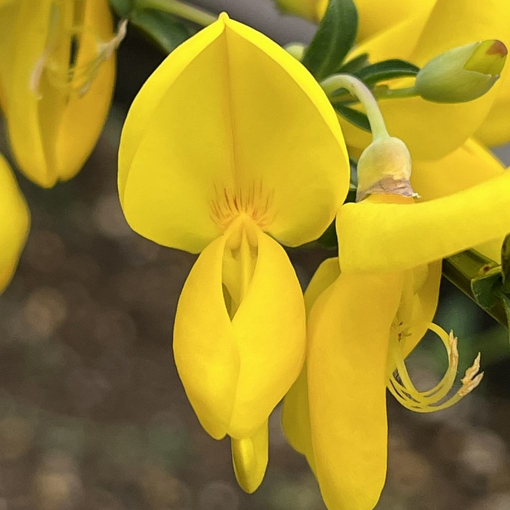 Cytisus scoparius - a flower