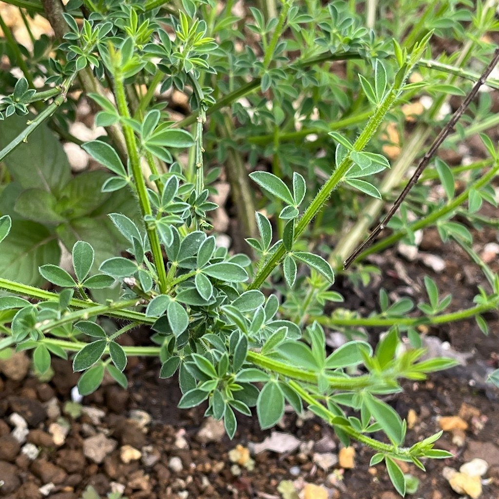 Cytisus scoparius - branches and leaves