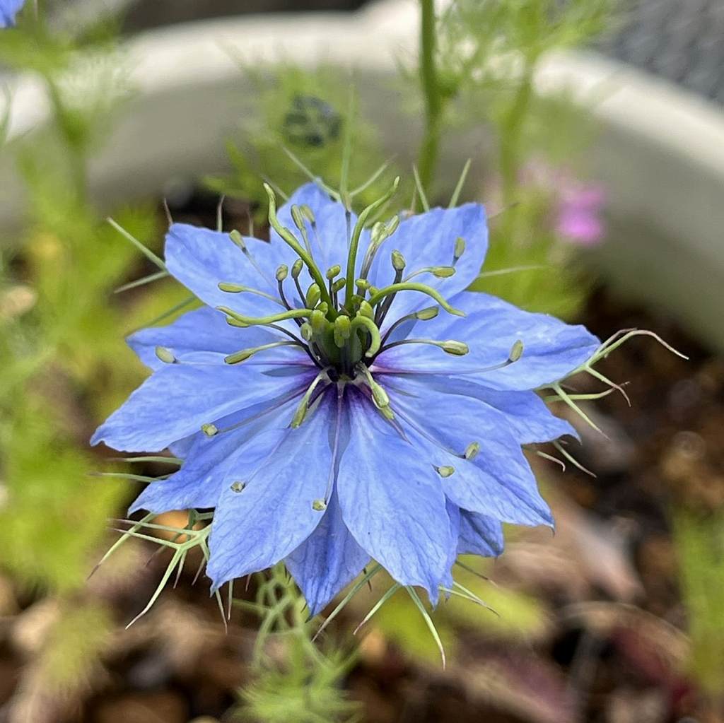 Nigella damascena - blue flower from an angle