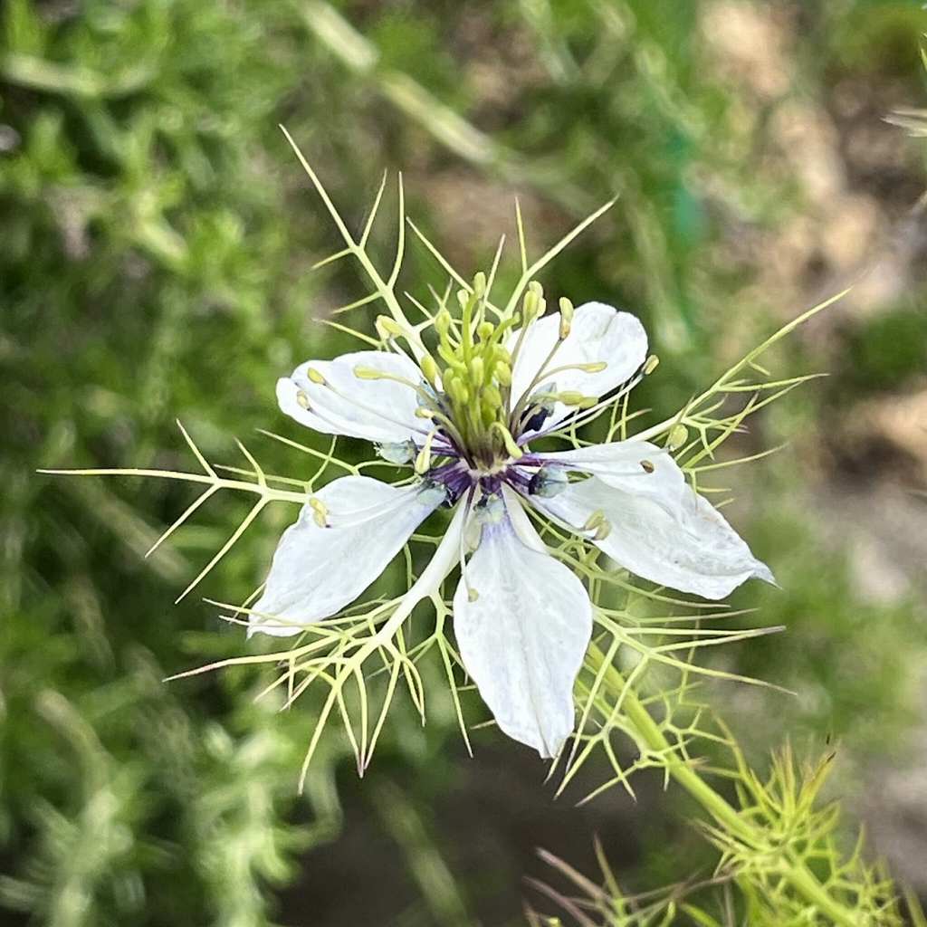 Nigella damascena - white flower from an angle