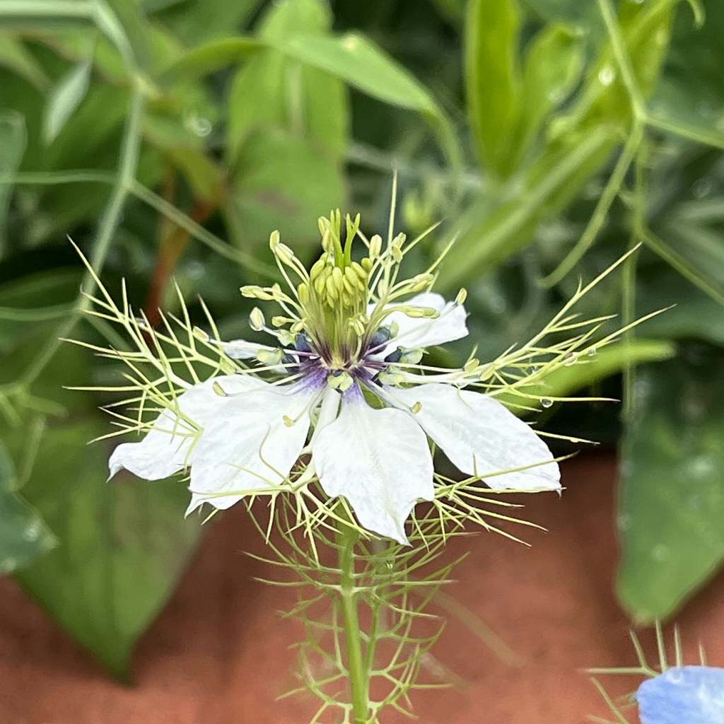 Nigella damascena - white flower from the side