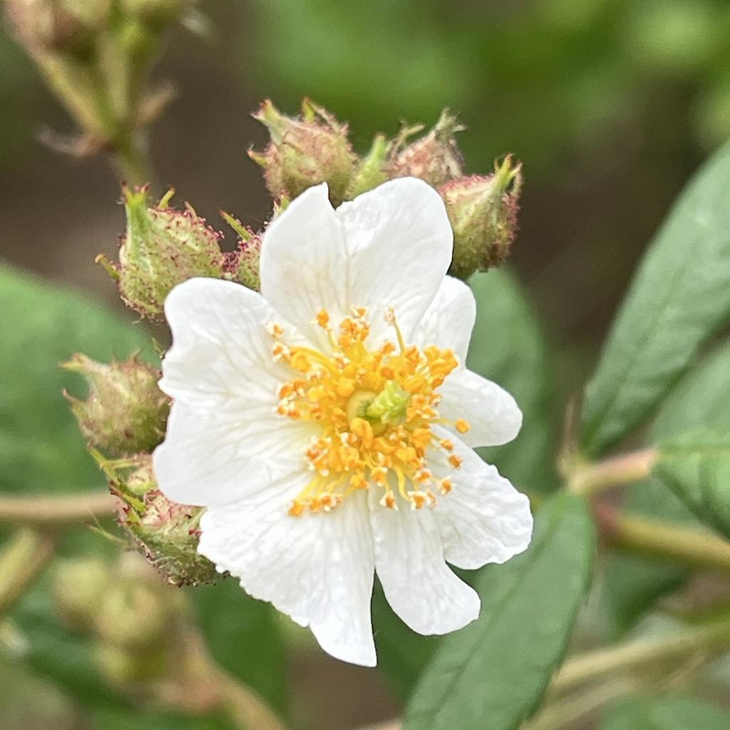 Rosa multiflora - buds and a flower