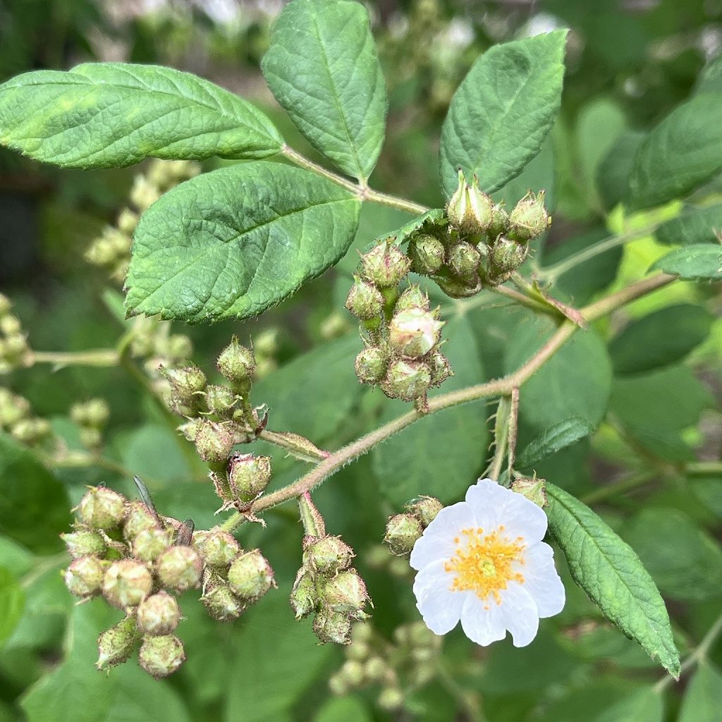 Rosa multiflora - leaves, buds and a flower