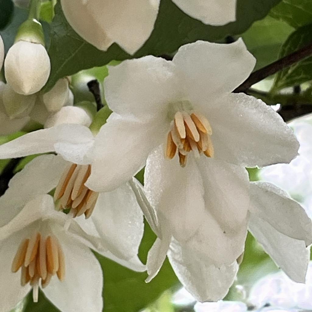 Styrax japonica - flower from below