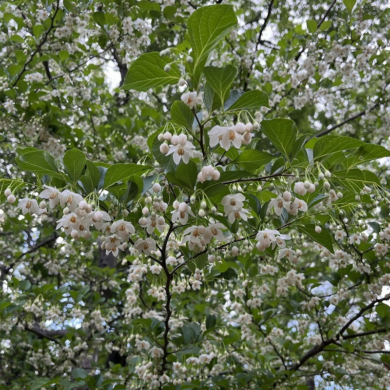 Styrax japonica - flowers from afar