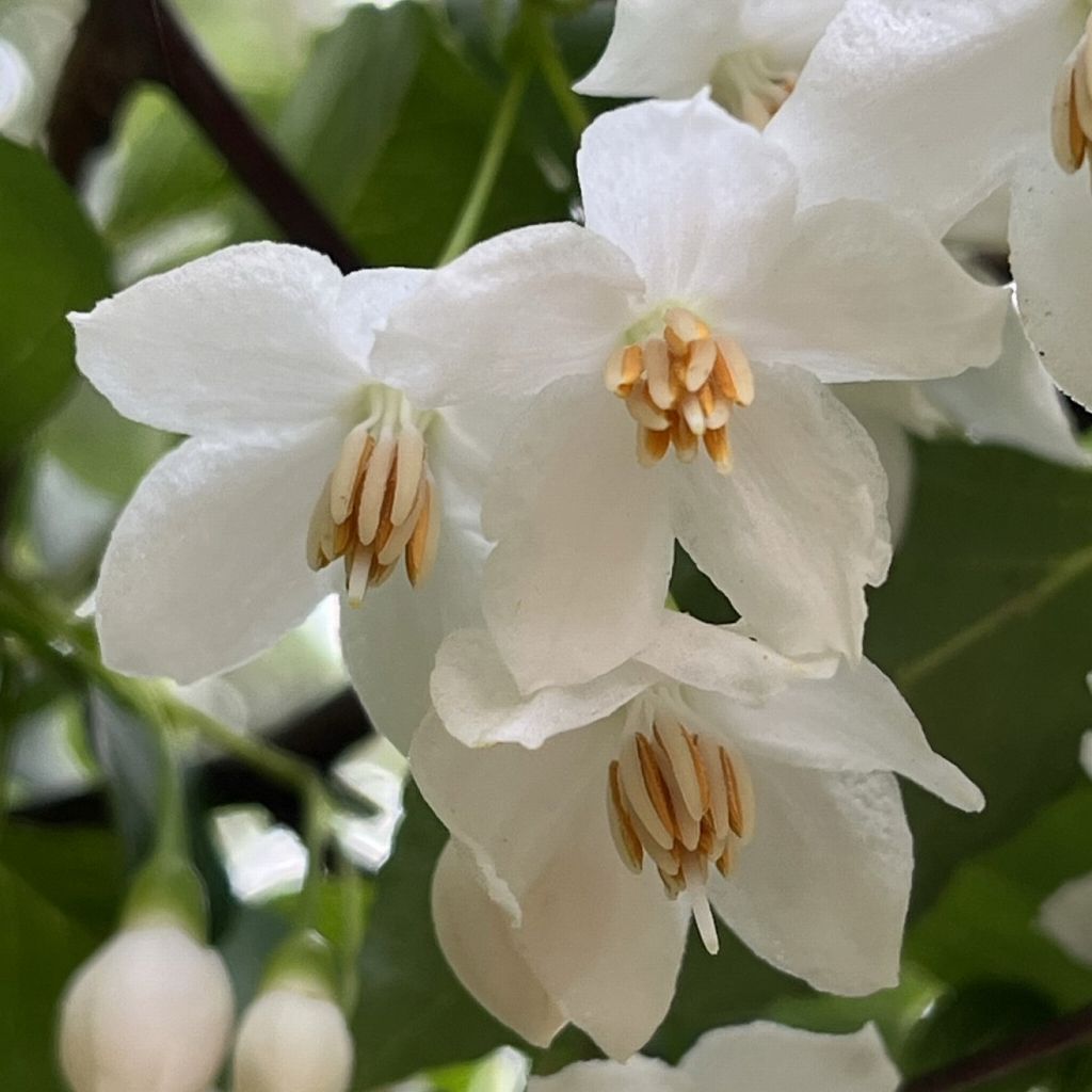 Styrax japonica - flowers from below