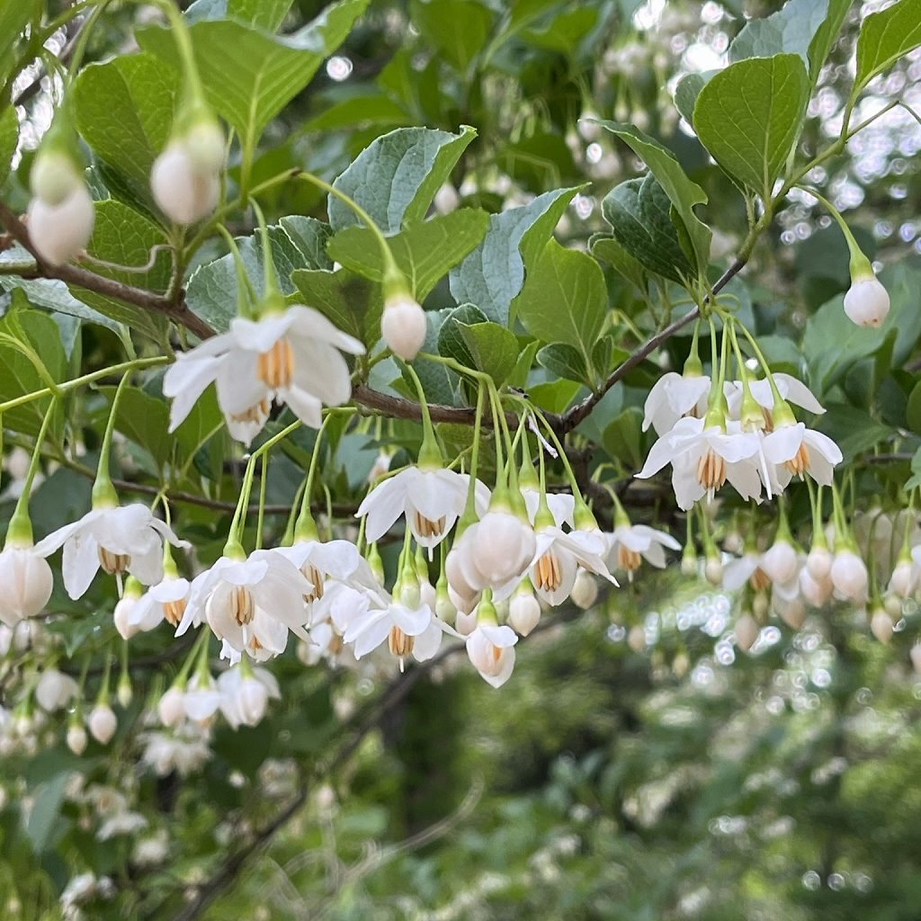 Styrax japonica - flowers from the side