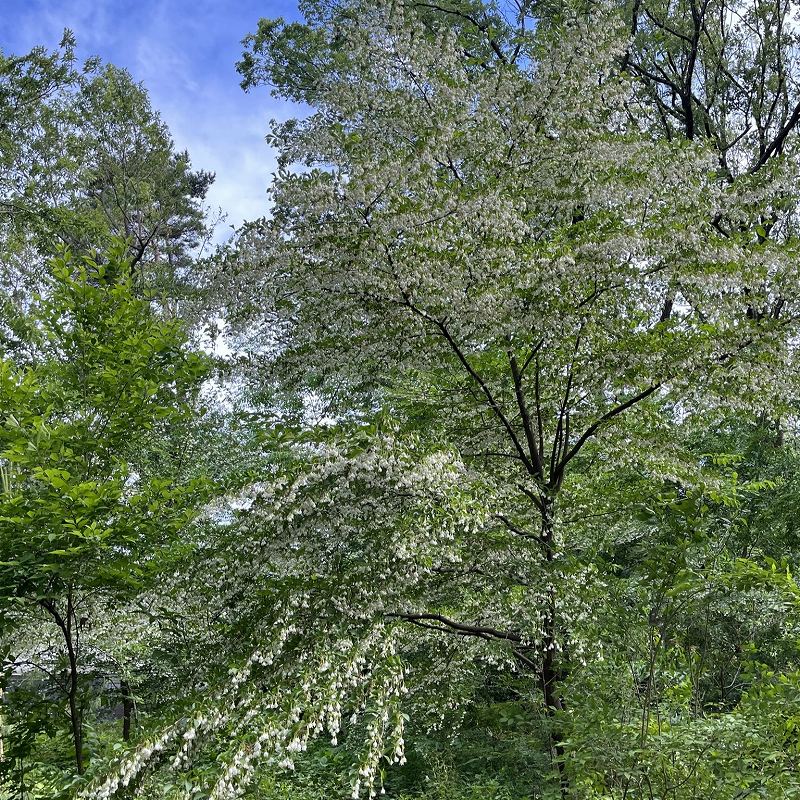 Styrax japonica - tree