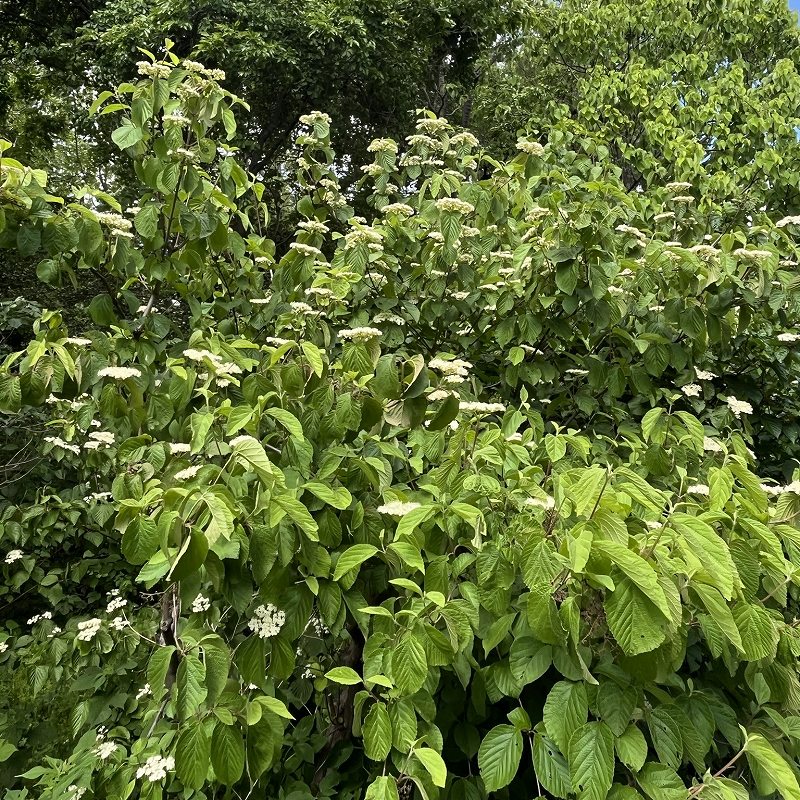 Viburnum dilatatum - flowers from afar