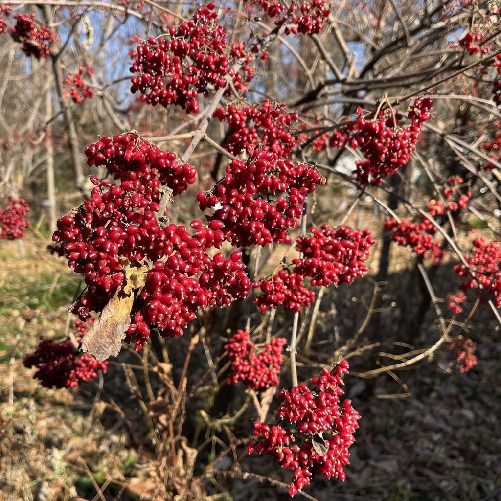 Viburnum dilatatum - late winter fruits