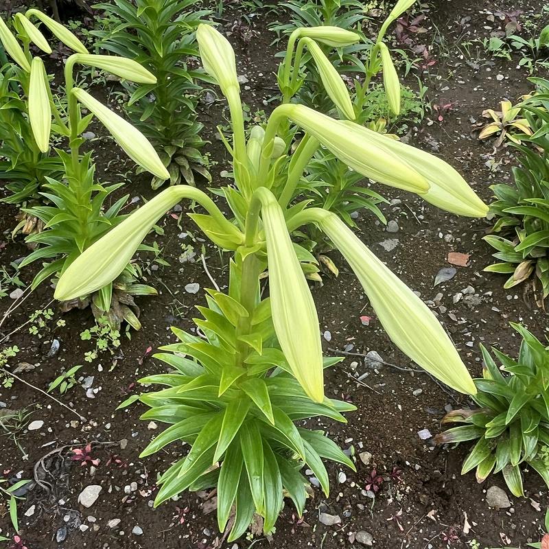 Lilium longiflorum - buds and leaves