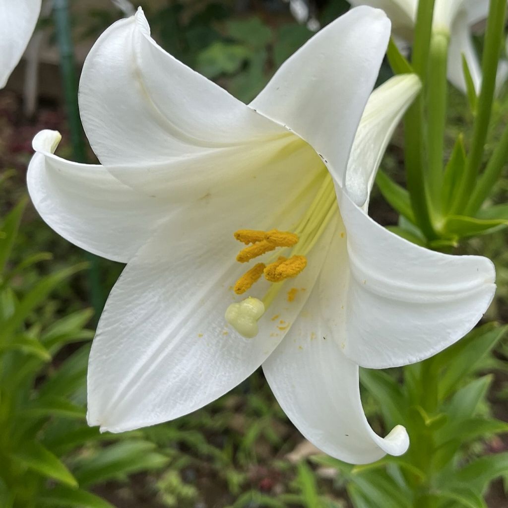 Lilium longiflorum - flower from left