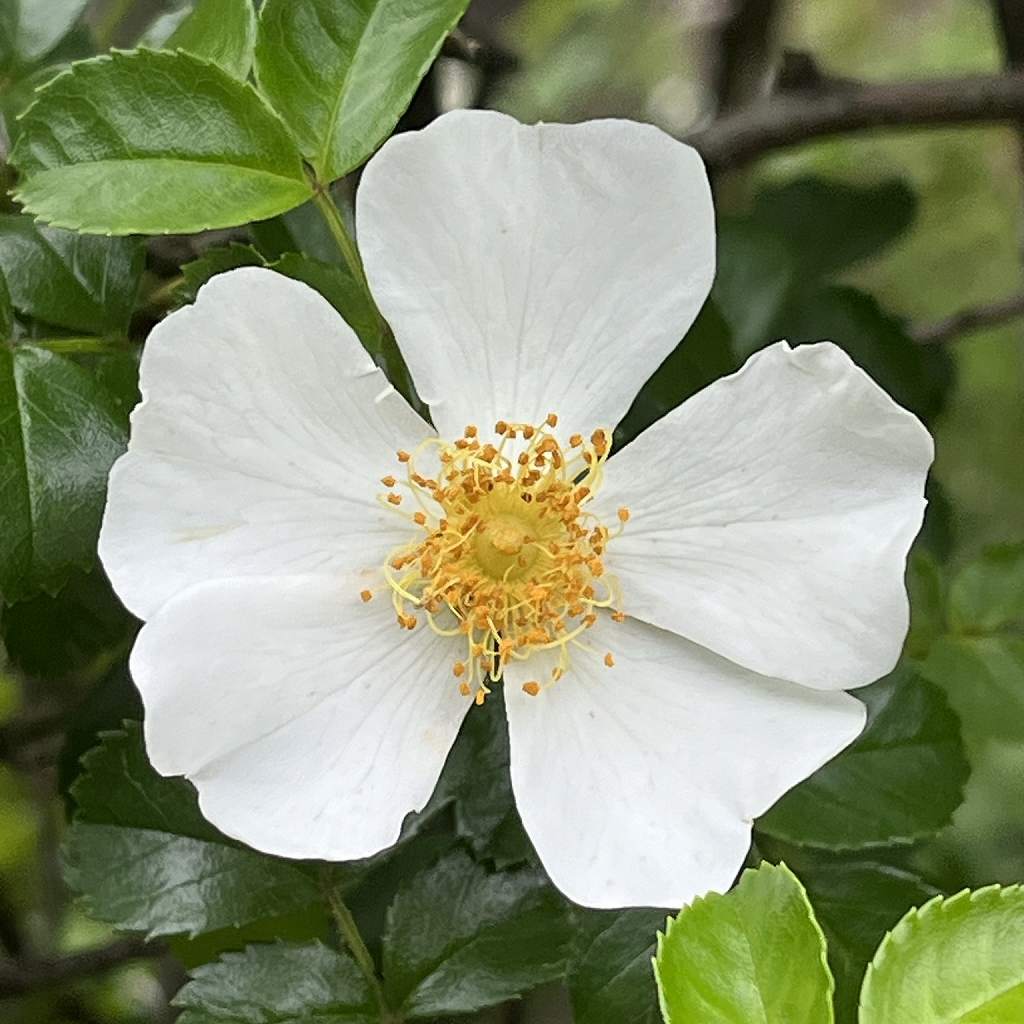 Rosa luciae - 5 petals