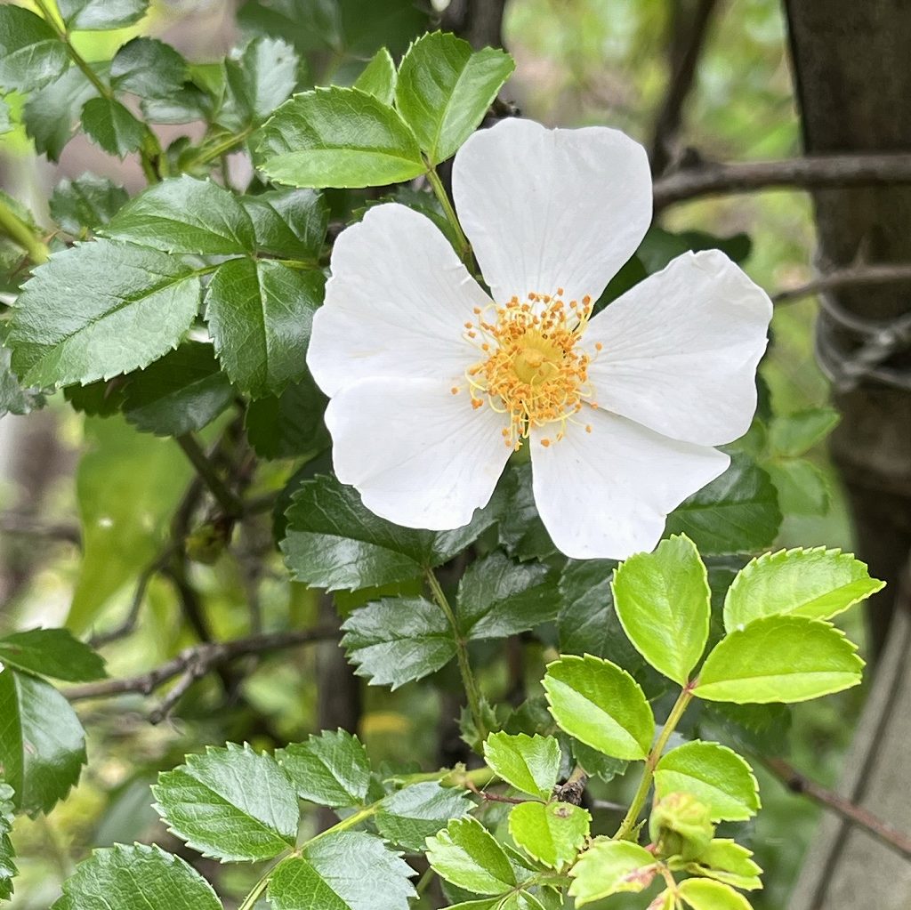 Rosa luciae - flower and leaves