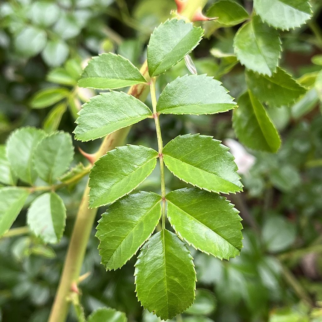 Rosa luciae - leaves