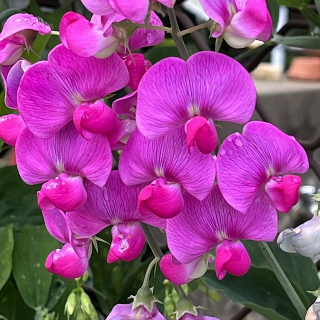 Lathyrus latifolius - many pink flowers