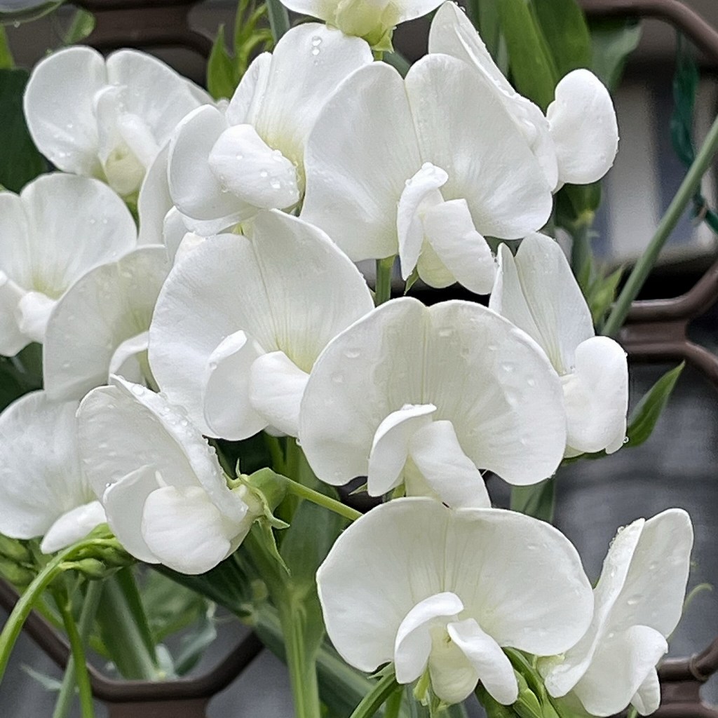 Lathyrus latifolius - many white flowers