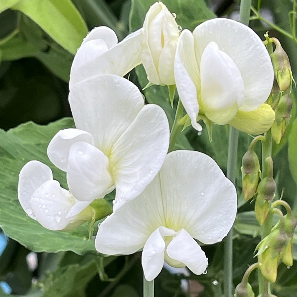 Lathyrus latifolius - white flowers