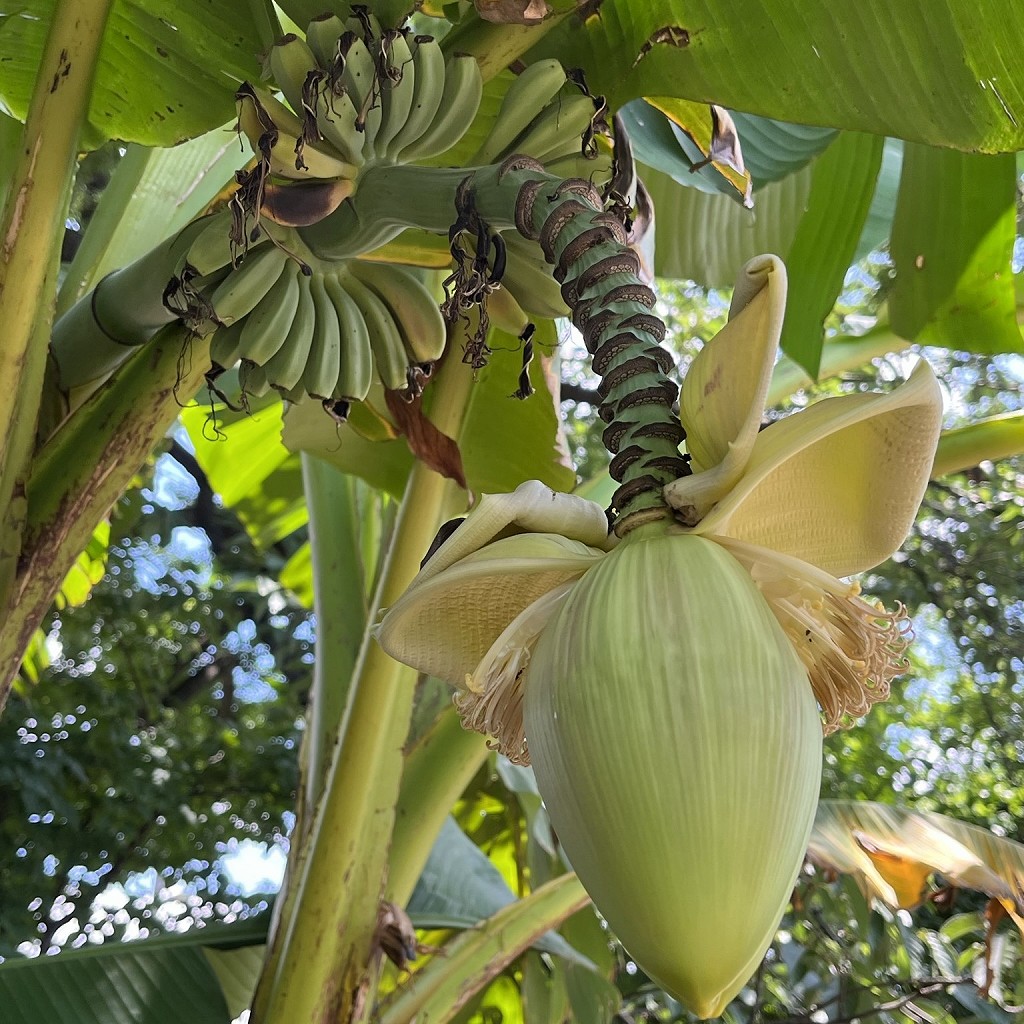 Musa basjoo - bracts, male flowers and berries
