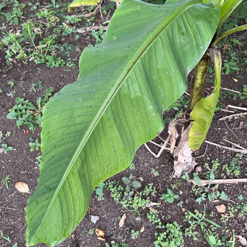 Musa basjoo - leaf
