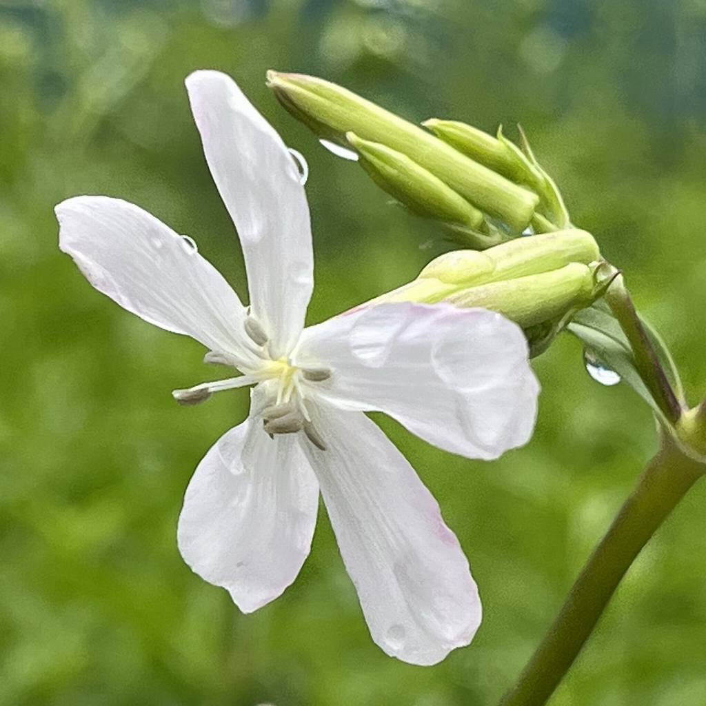 Saponaria officinalis - green buds and a flower