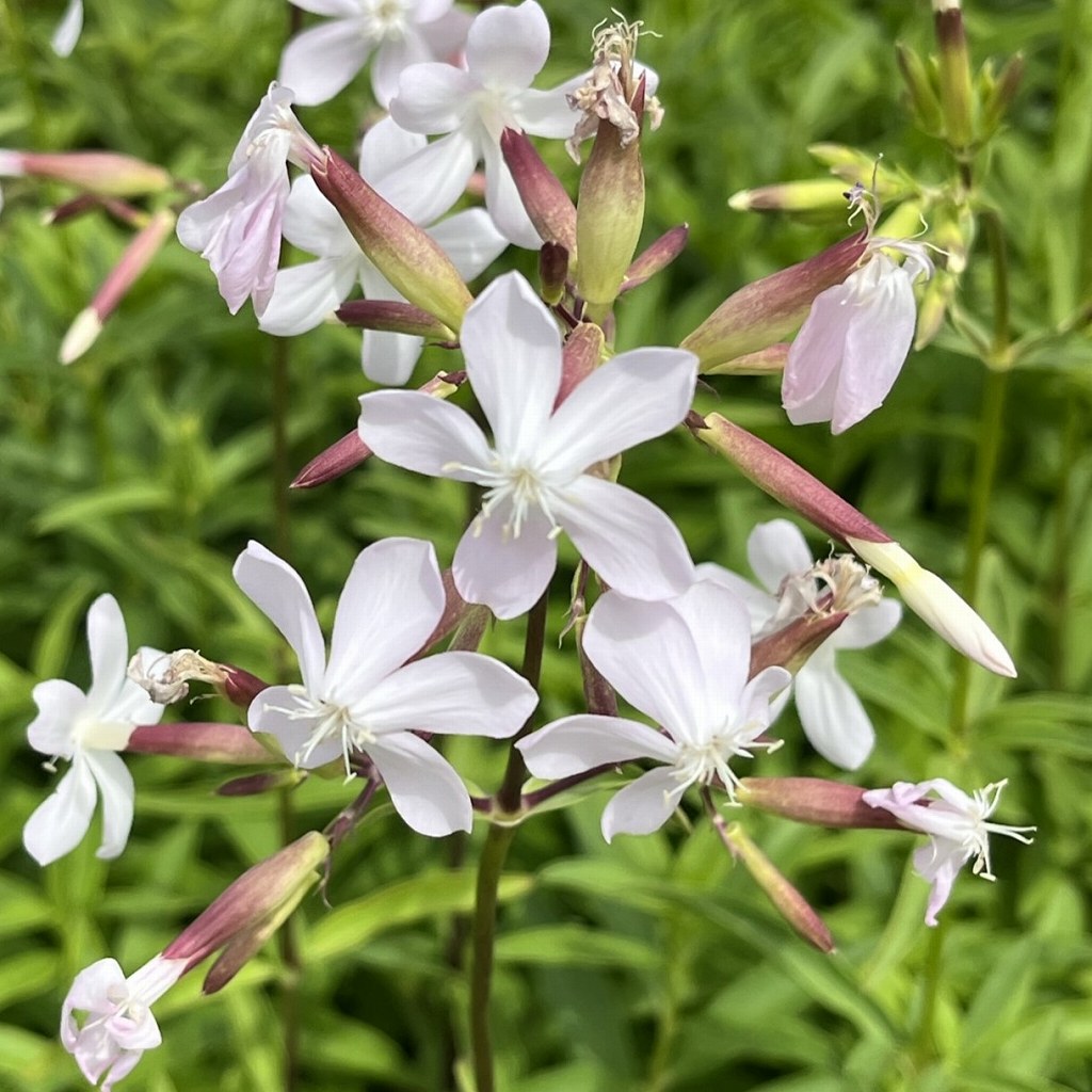 Saponaria officinalis - red buds and flowers