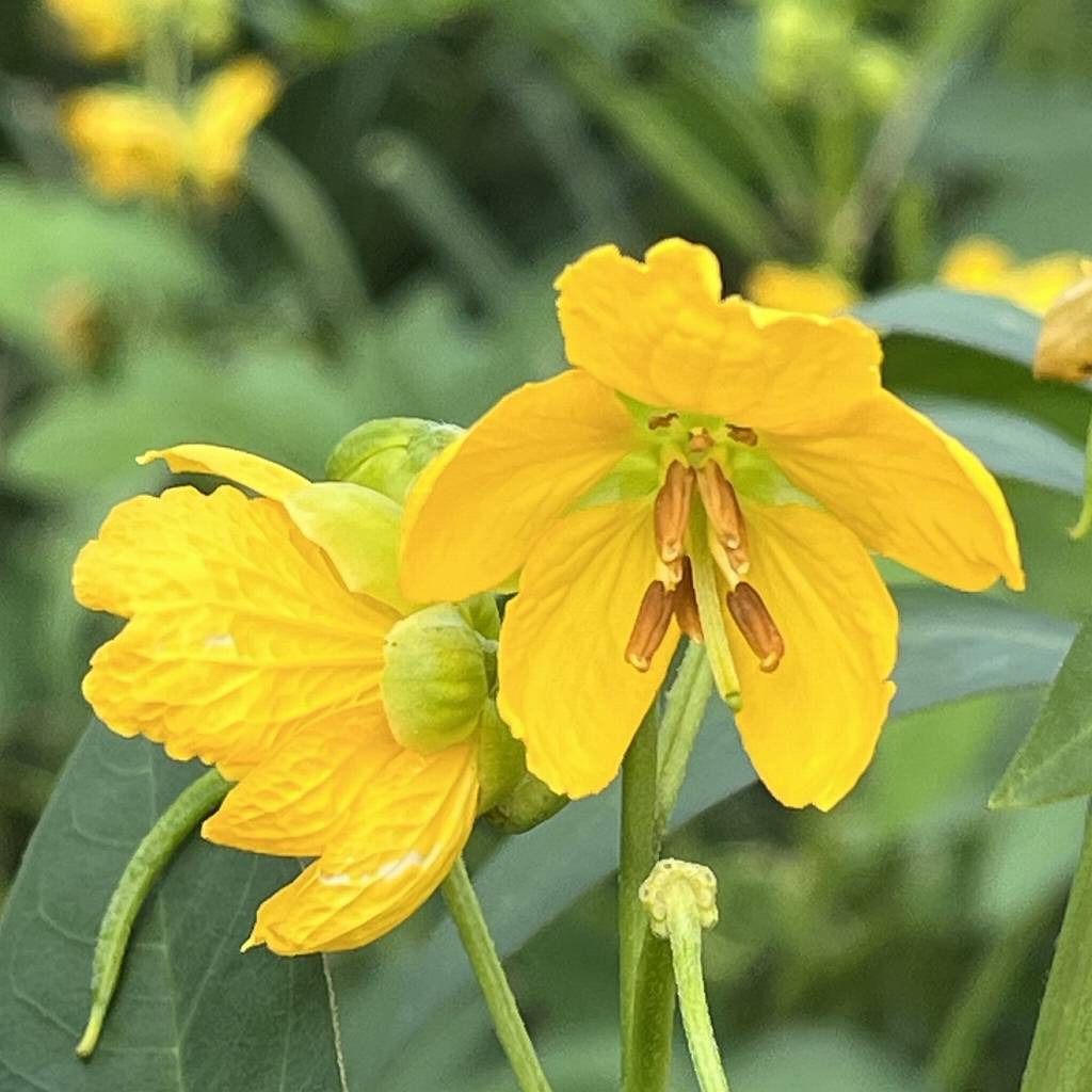 Senna occidentalis - flowers