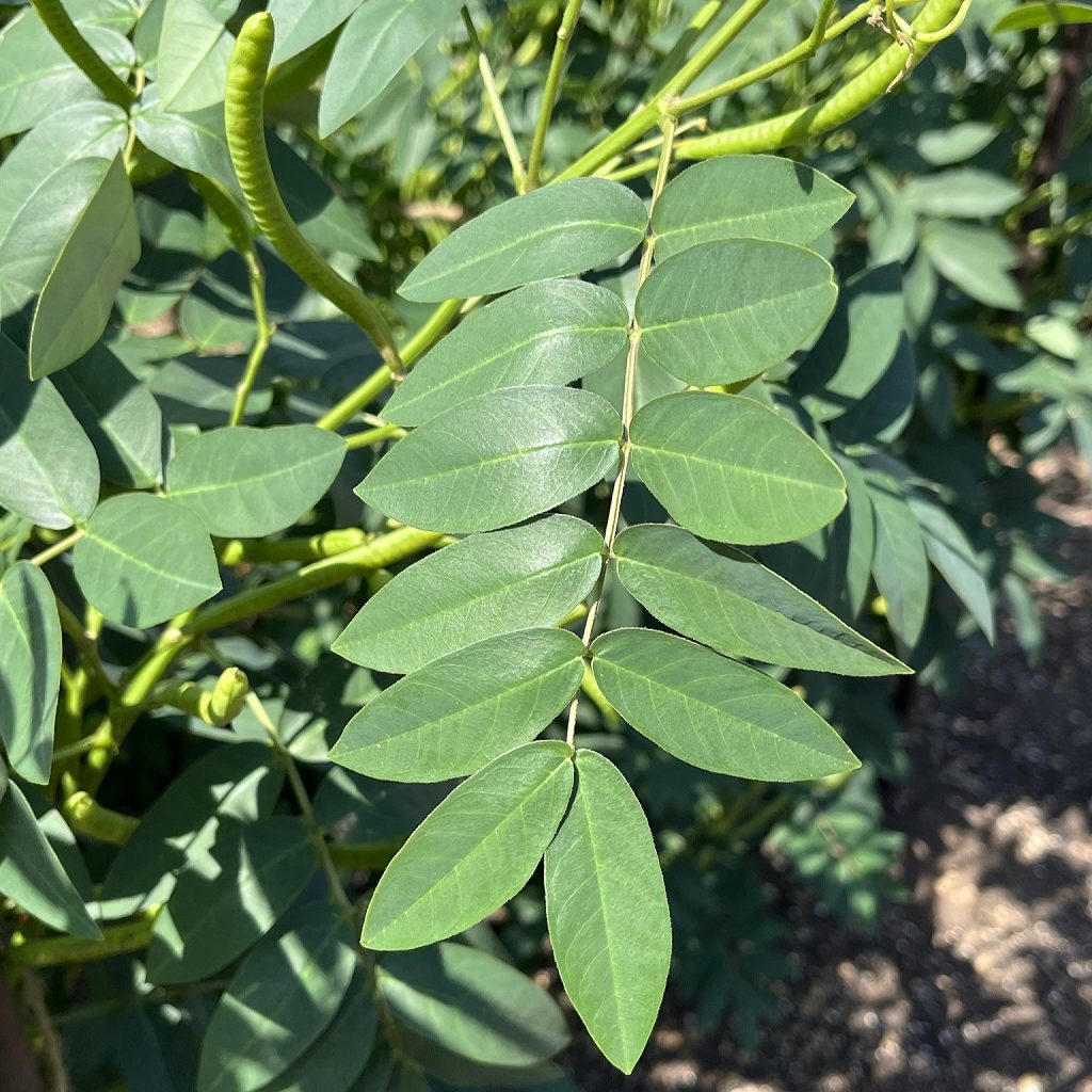 Senna occidentalis - leaves and legumes