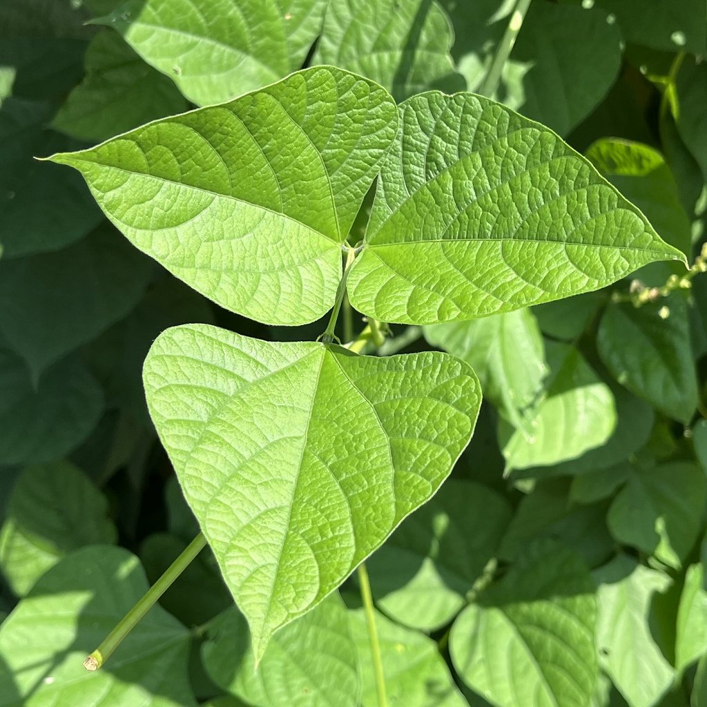 Lablab purpureus - leaves