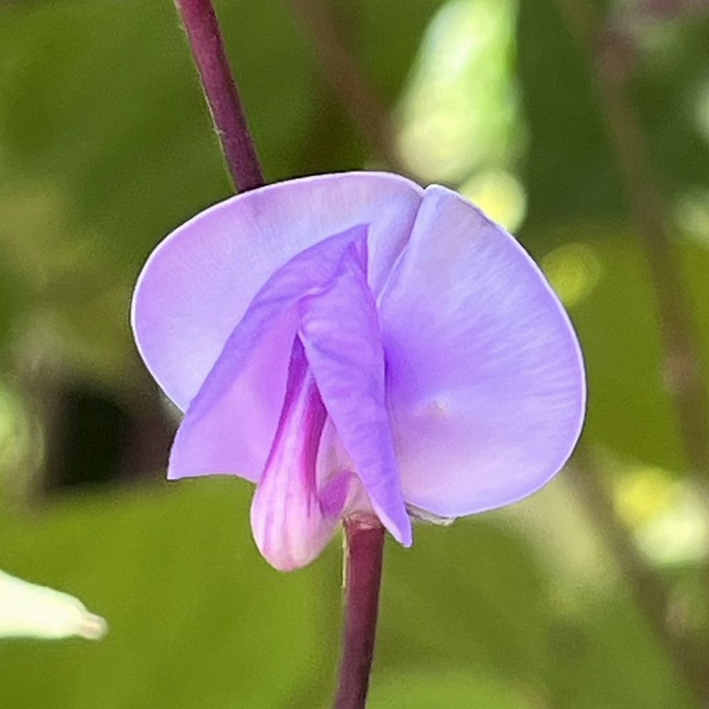 フジマメ / Hyacinth Bean