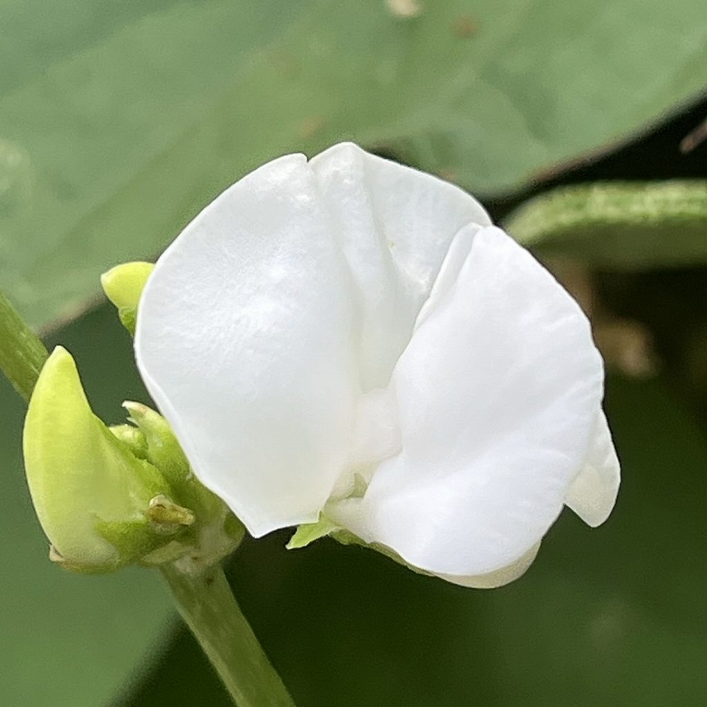 Lablab purpureus - white flower