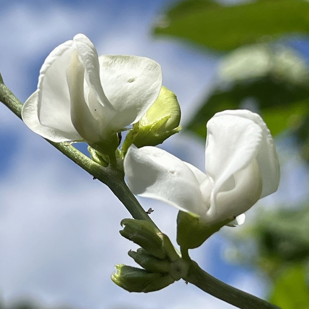 Lablab purpureus - white flowers