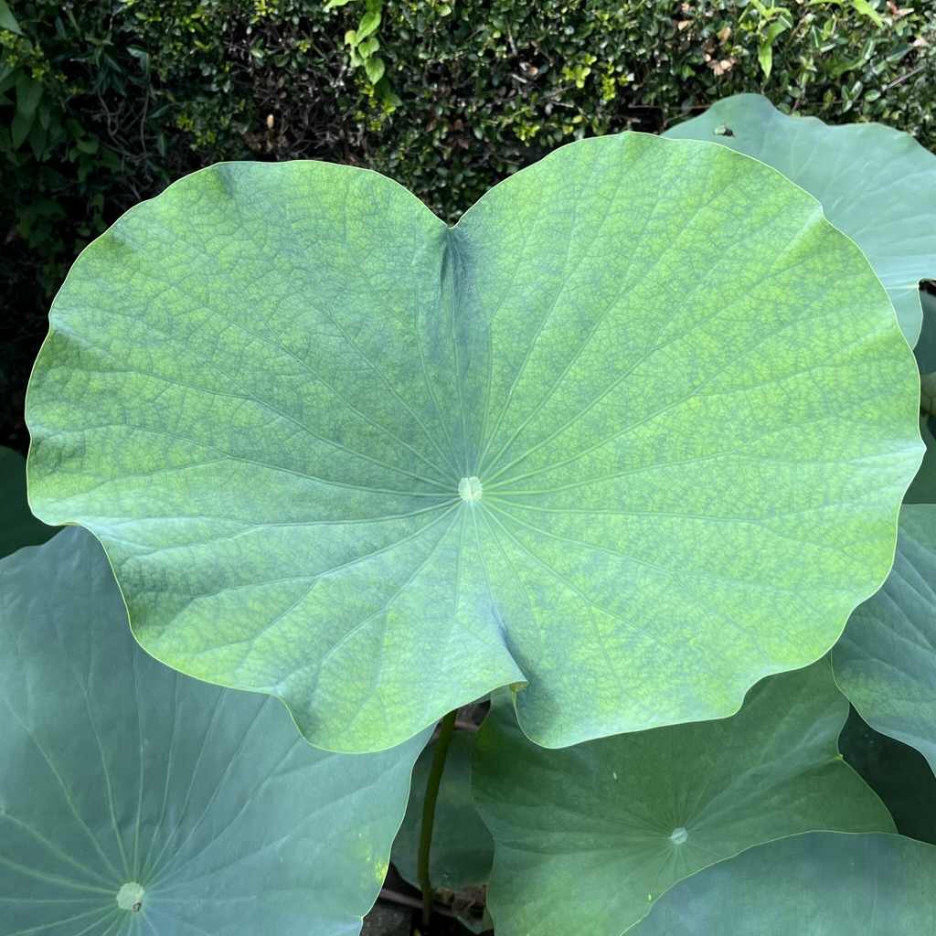 Nelumbo nucifera - leaf