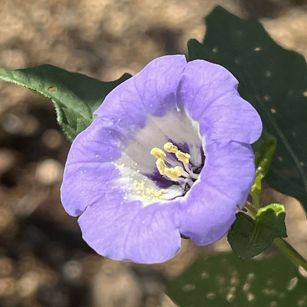 Nicandra physalodes Violacea - flower