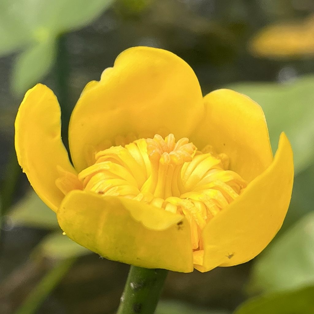 Nuphar japonicum - Flowering from the side