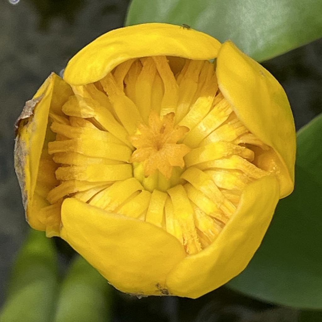 Nuphar japonicum - Flowering