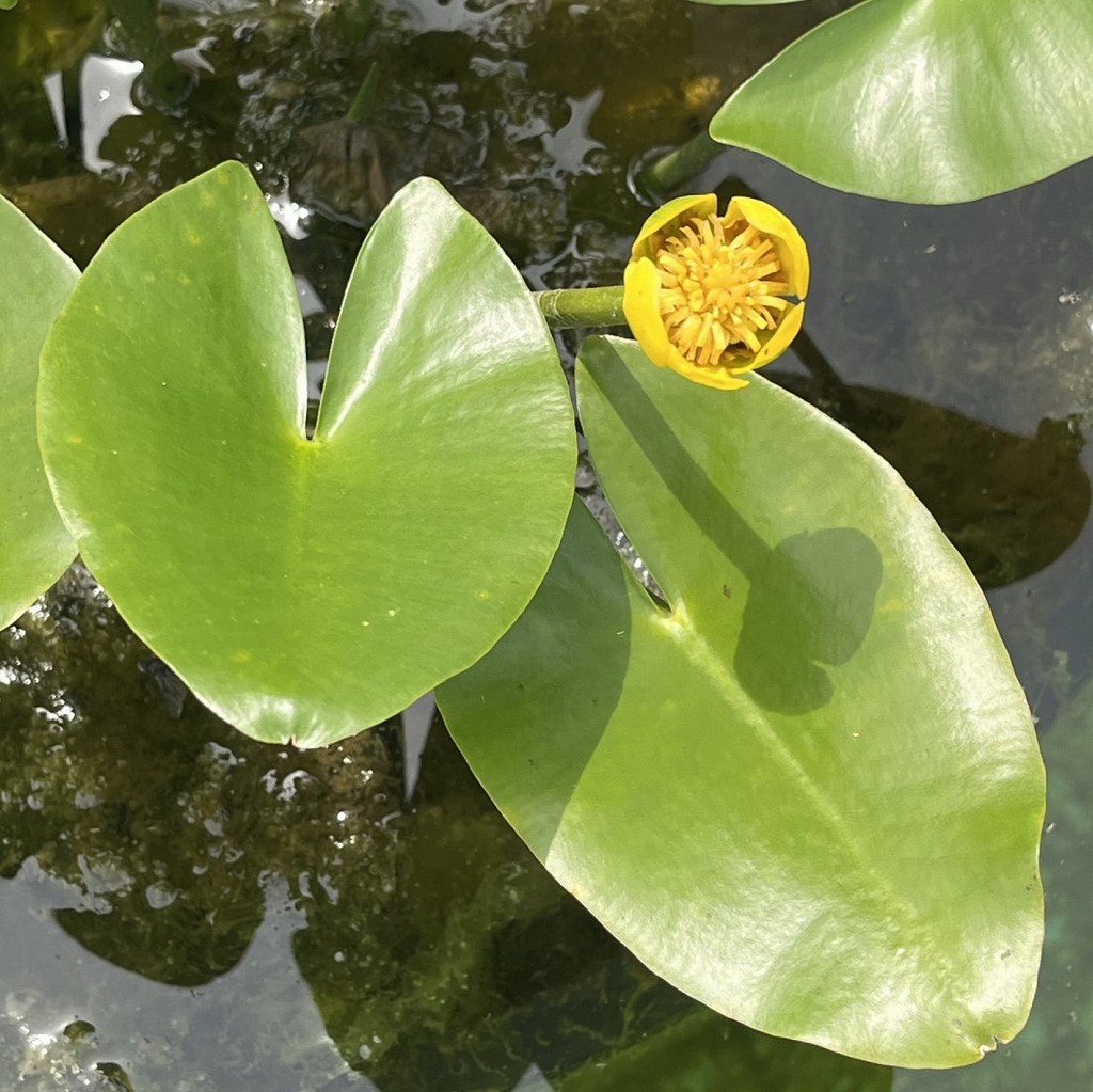 Nuphar japonicum - flower and leaves