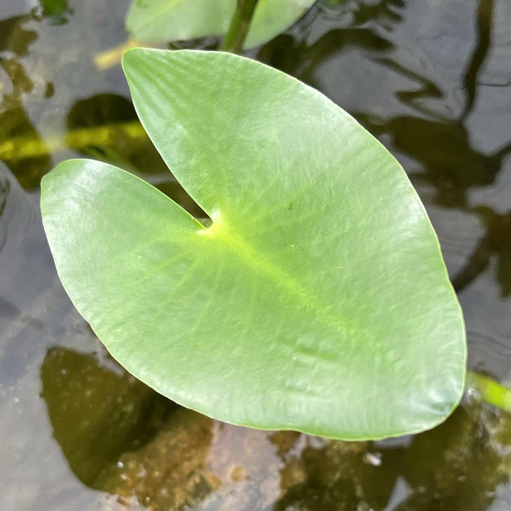 Nuphar japonicum - leaf