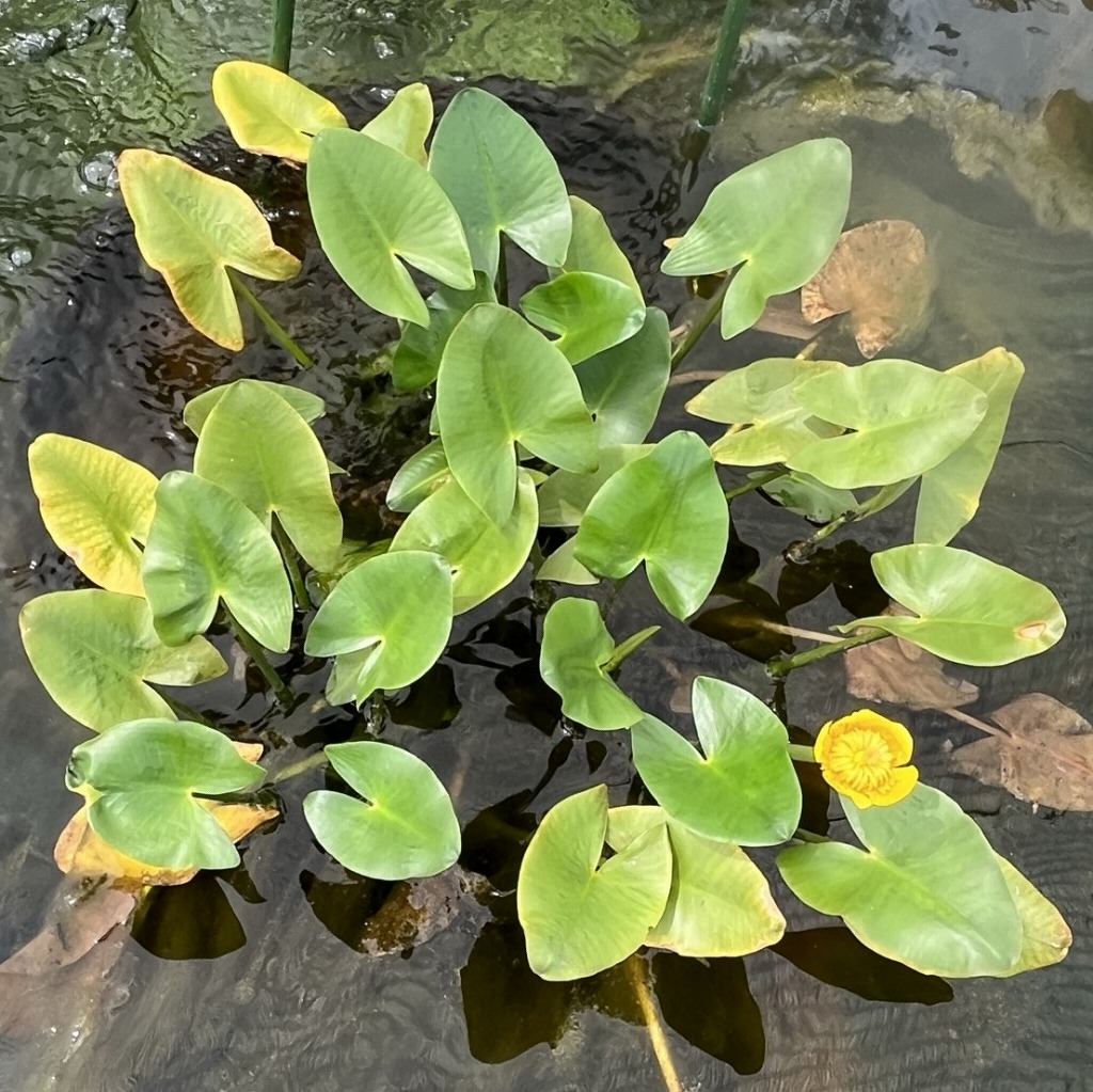 Nuphar japonicum - whole plant