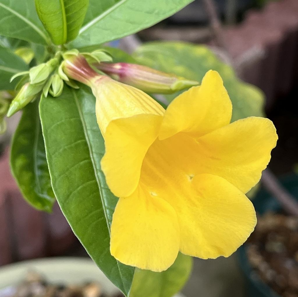 Allamanda cathartica - a side view of the flower starting to bloom