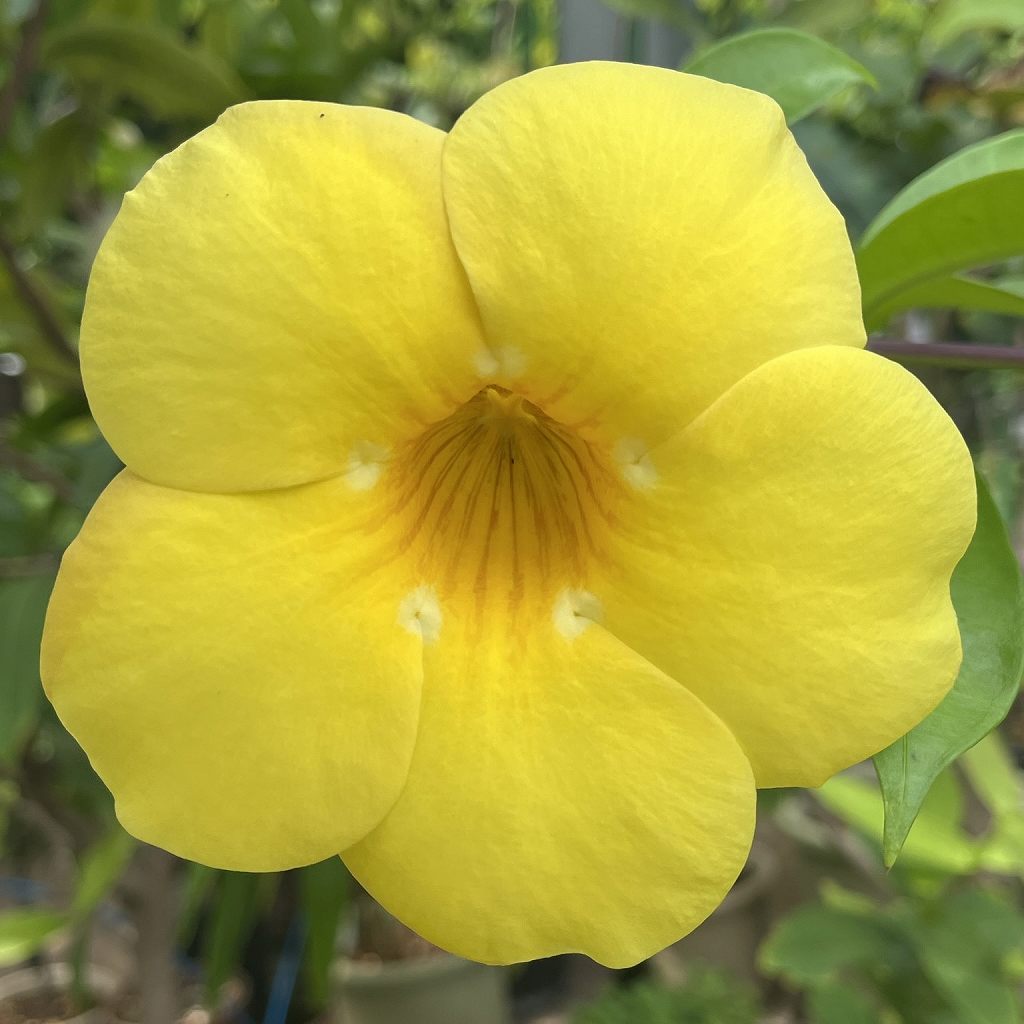 Allamanda cathartica - flower from the front