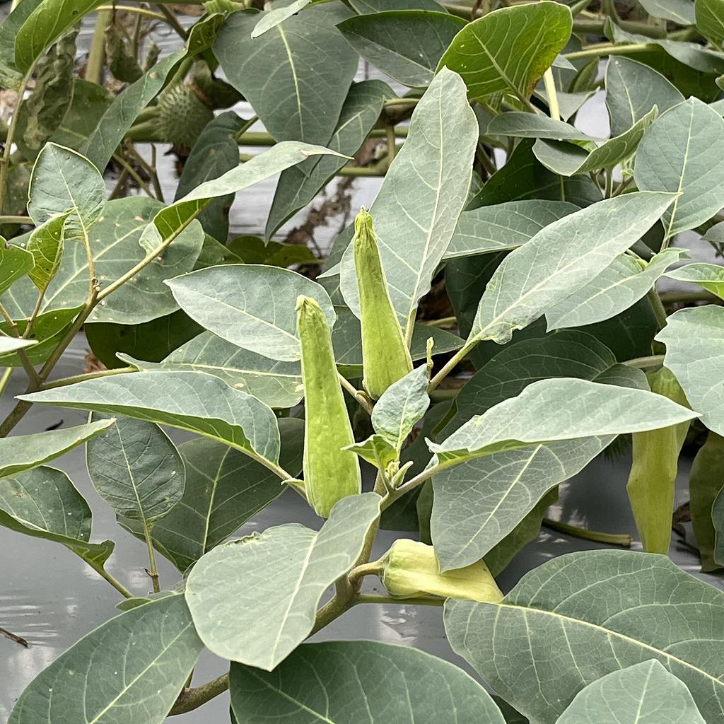 Datura inoxia - buds and leaves