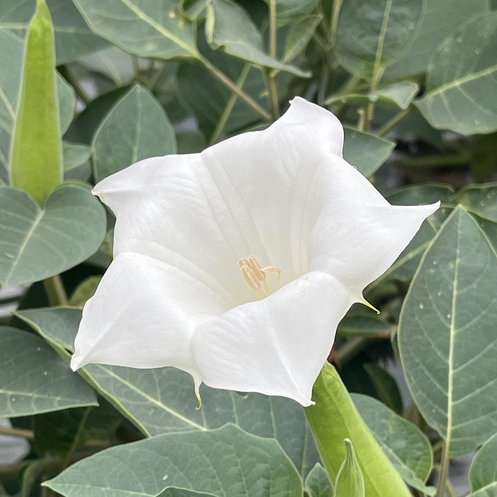 Datura inoxia - flower from an angle